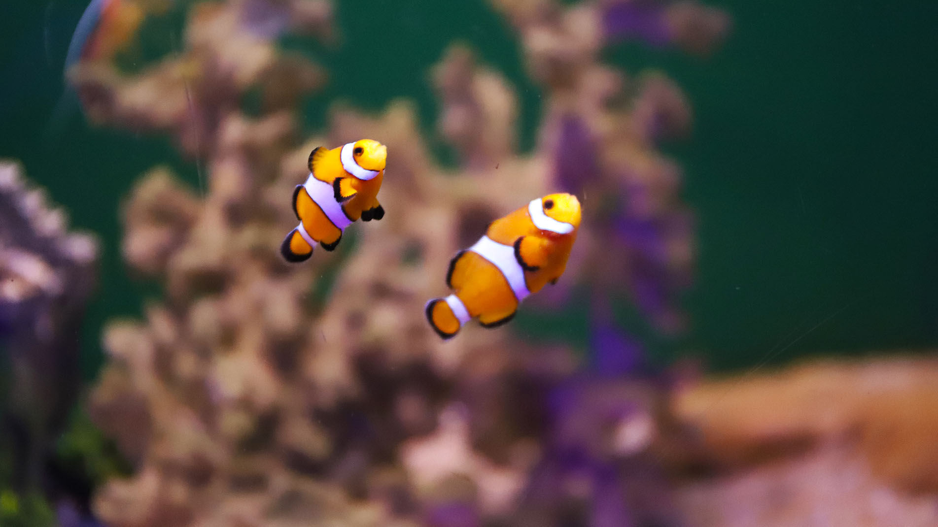 海底總動員